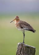 Uferschnepfe - Black-tailed Godwit  (Limosa limosa)